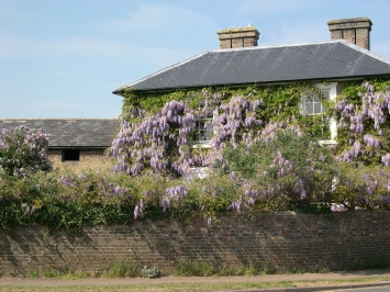 House covered in Wisteria.